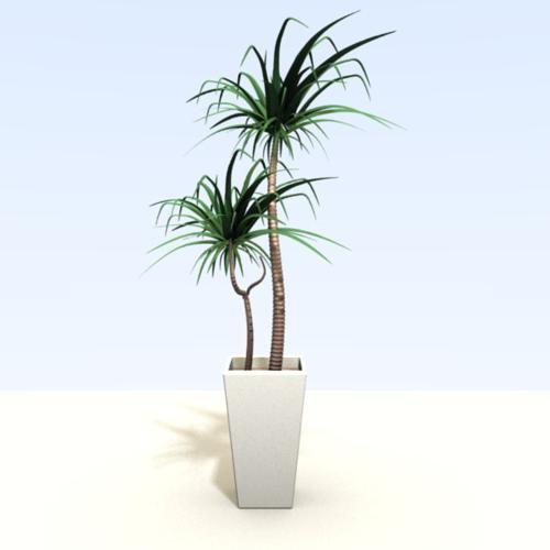 Yucca preview image
